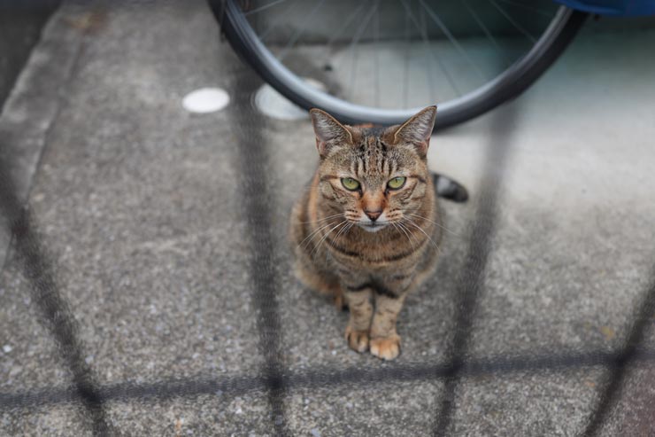 SONY Cyber-shot RX1R III 作例：野良猫