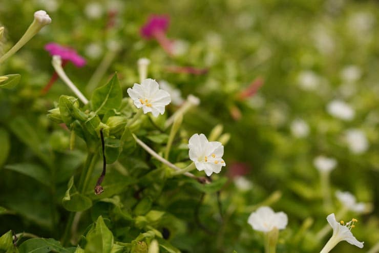 SONY Cyber-shot RX1R III 作例：白粉花