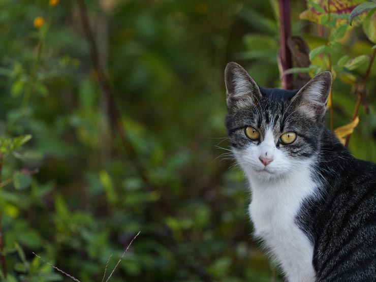 Panasonic LUMIX S 100-500mm F5-7.1 O.I.S.作例：田舎道で出会った猫