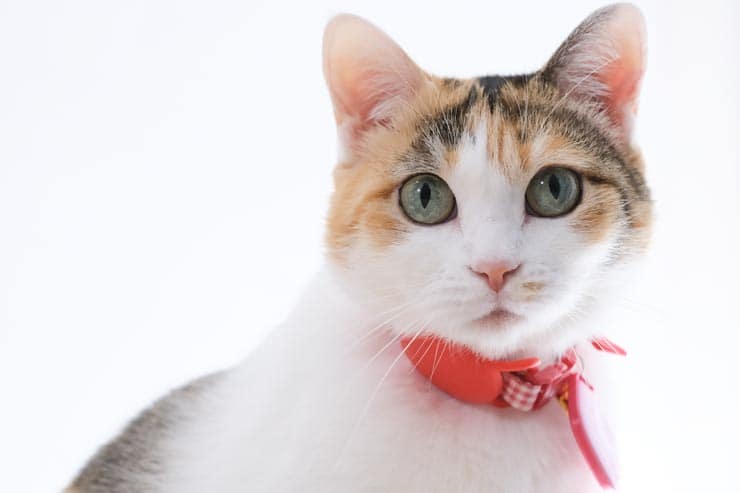 富士フイルム X-T30 III 作例：猫