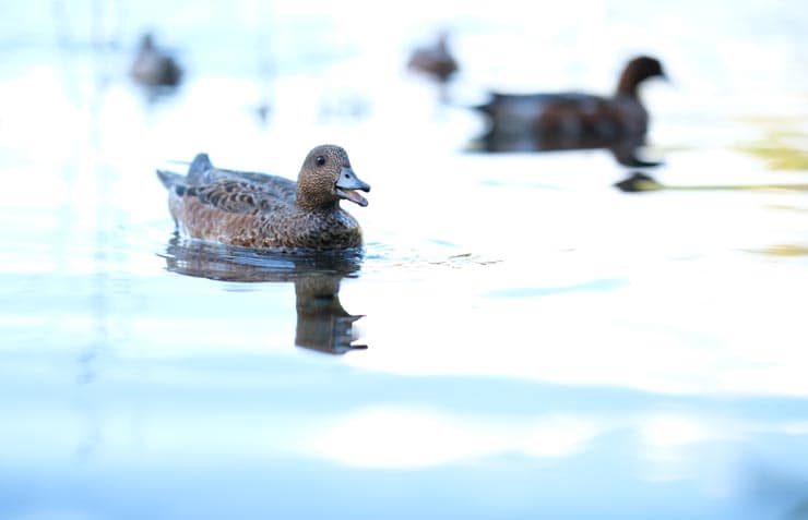 富士フイルム X-T30 III 作例：水面を泳ぐ鴨