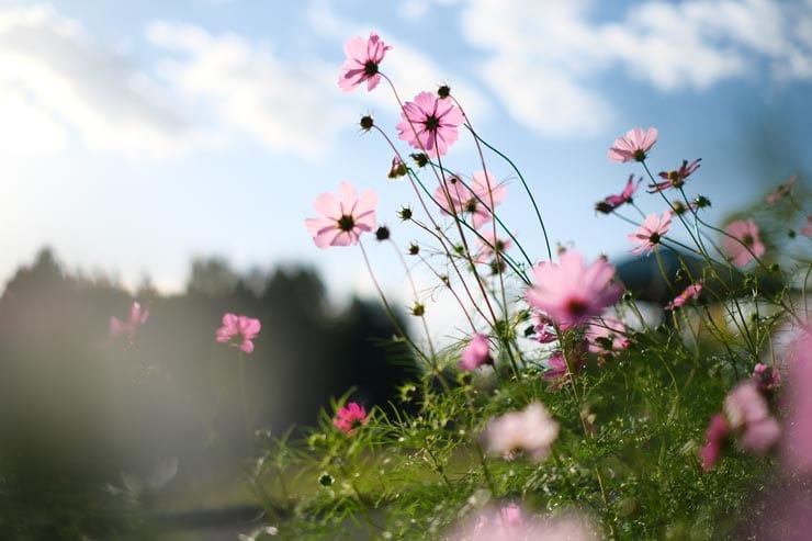 富士フイルム X-T30 III 作例：コスモス