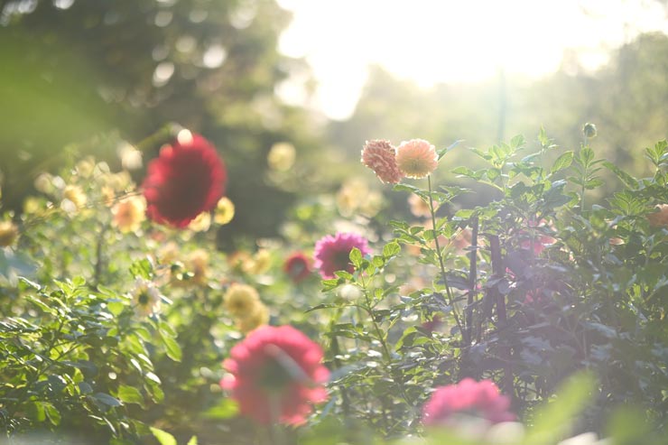 富士フイルム X-T30 III 作例：ダリアの群生