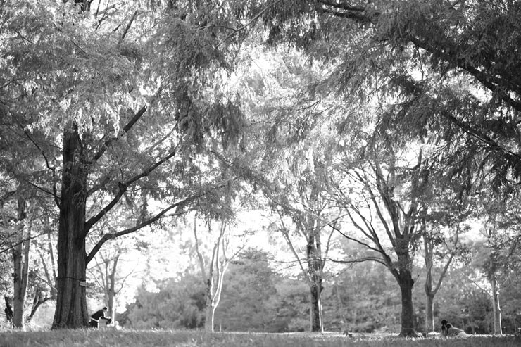 富士フイルム X-T30 III 作例：モノクロで撮影された樹々