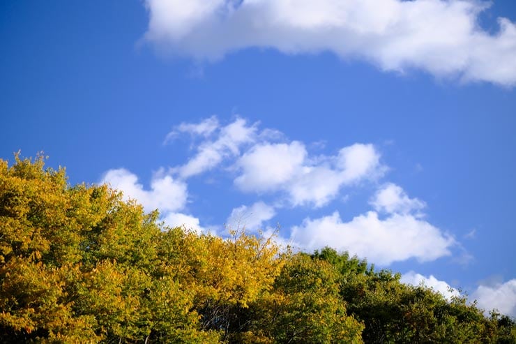 富士フイルム X-T30 III 作例：青空と樹々