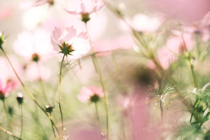 富士フイルム X-T30 III 作例：コスモス