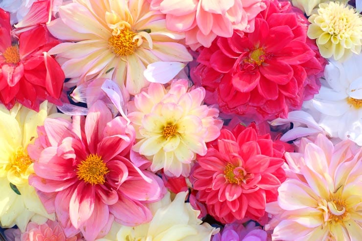 富士フイルム X-T30 III 作例：色とりどりの花