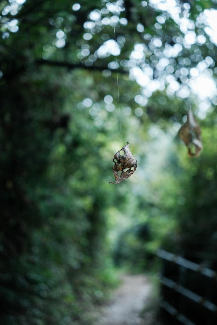 富士フイルム フジノンレンズ XF27mmF2.8 R WR作例：森の中で蜘蛛の糸に吊るされた落ち葉