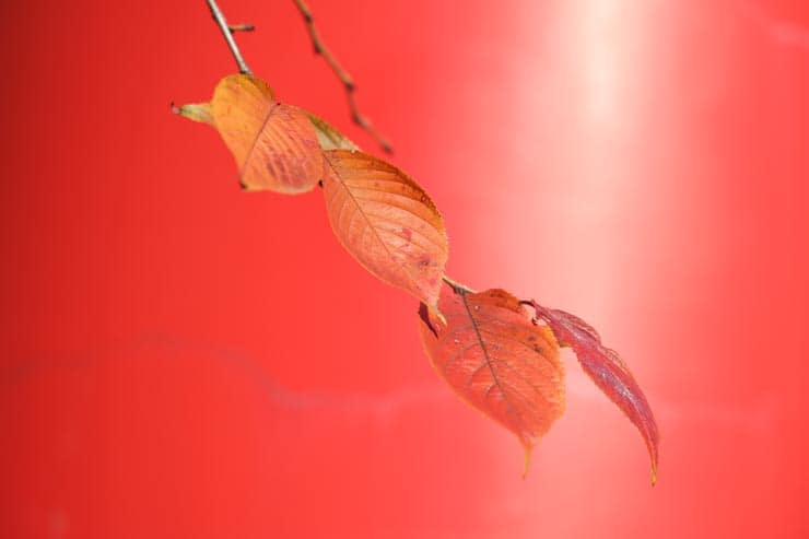Canon EOS R6 Mark III作例:紅葉する葉っぱ