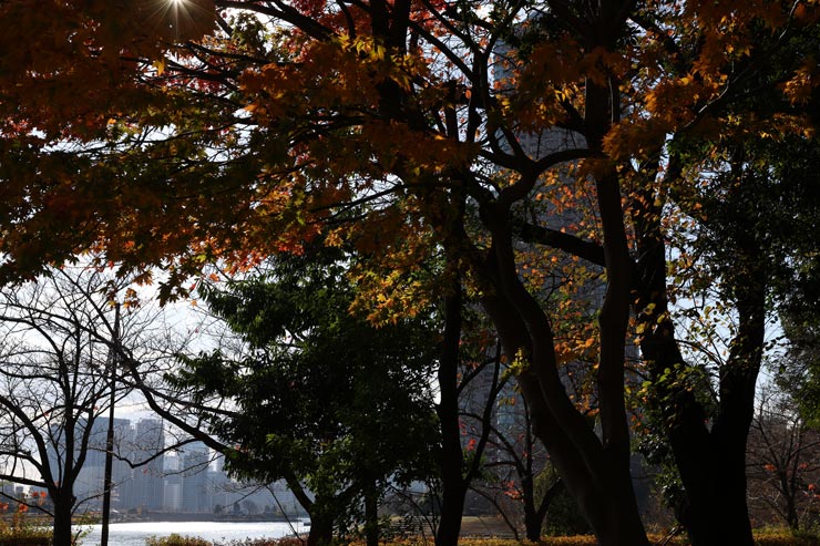 Canon EOS R6 Mark III作例:公園の木