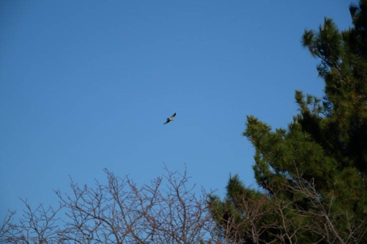 SONY α7 Vで撮影した作例③