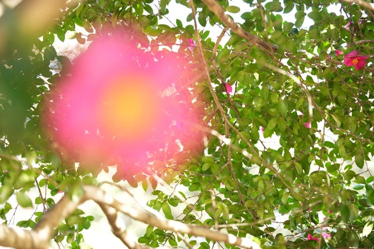 FE 100mm F2.8 Macro GM OSS作例：ピント抜けで撮影した山椿