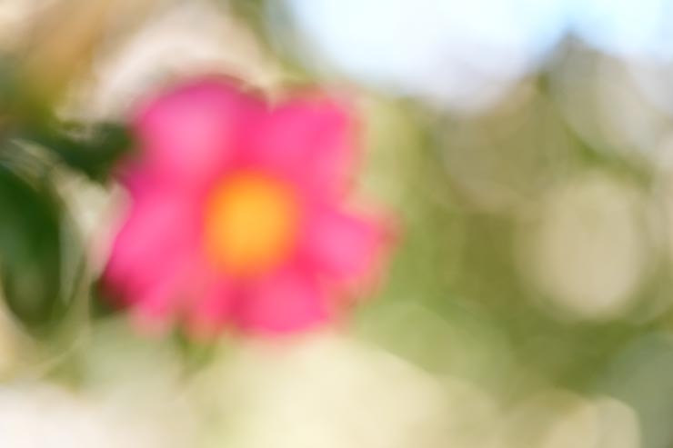 FE 100mm F2.8 Macro GM OSS作例：ピント手前で撮影した山椿