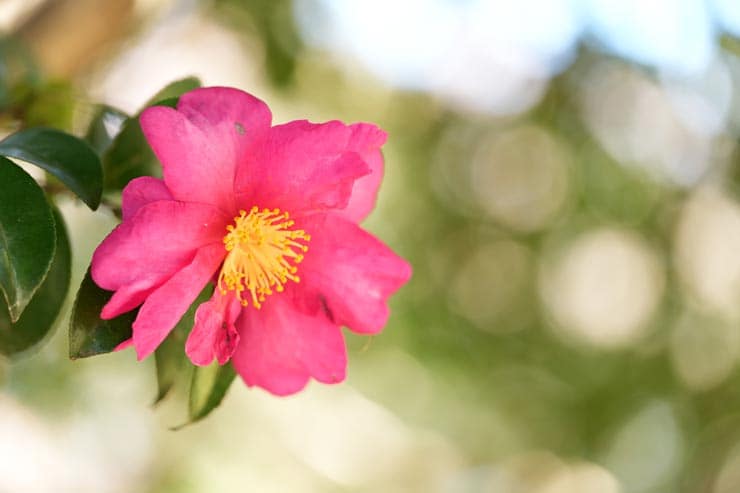 FE 100mm F2.8 Macro GM OSS作例：花にピントが合った山椿