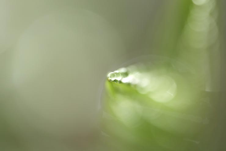 FE 100mm F2.8 Macro GM OSS作例：葉先に付いた水滴