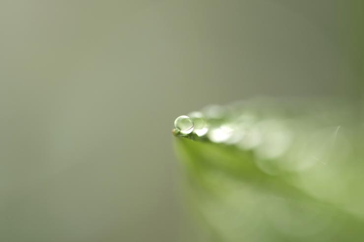 FE 100mm F2.8 Macro GM OSS作例：葉先に付いた水滴