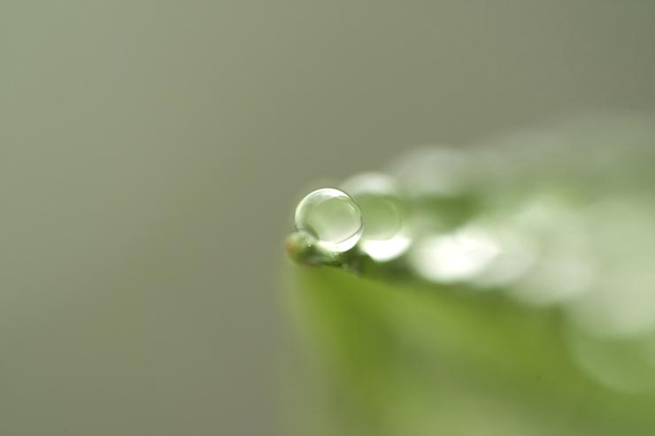 FE 100mm F2.8 Macro GM OSS作例：葉先に付いた水滴