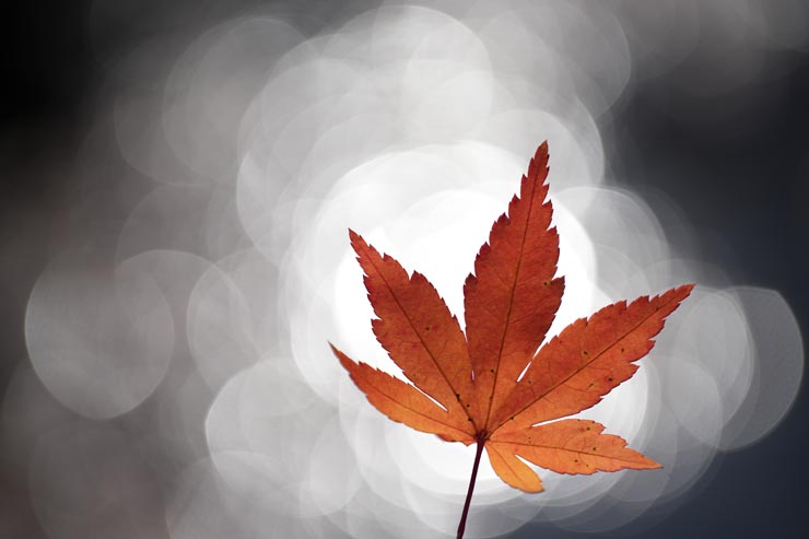 FE 100mm F2.8 Macro GM OSS作例：もみじ