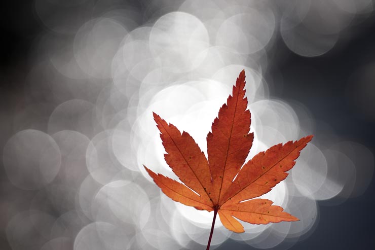 FE 100mm F2.8 Macro GM OSS作例：もみじ