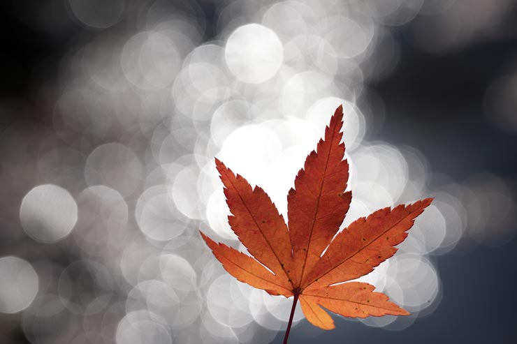 FE 100mm F2.8 Macro GM OSS作例：もみじ