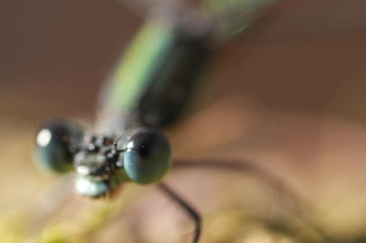 FE 100mm F2.8 Macro GM OSS作例：イトトンボの目