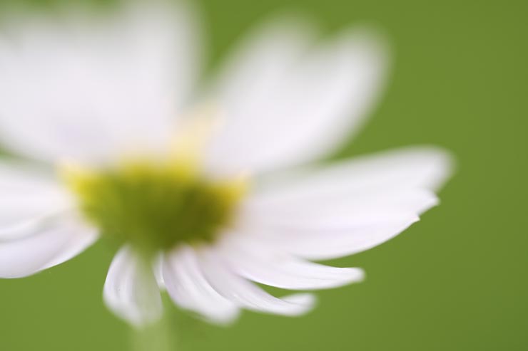 FE 100mm F2.8 Macro GM OSS作例：白い花弁の花