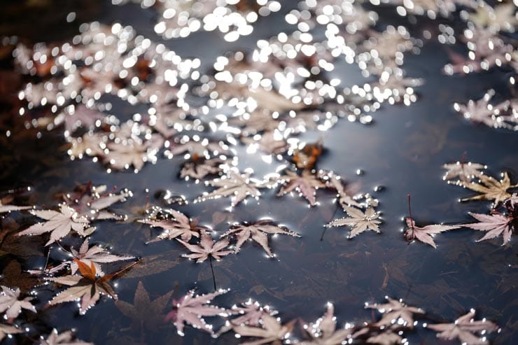 FE 100mm F2.8 Macro GM OSS作例：水面に浮かぶ紅葉