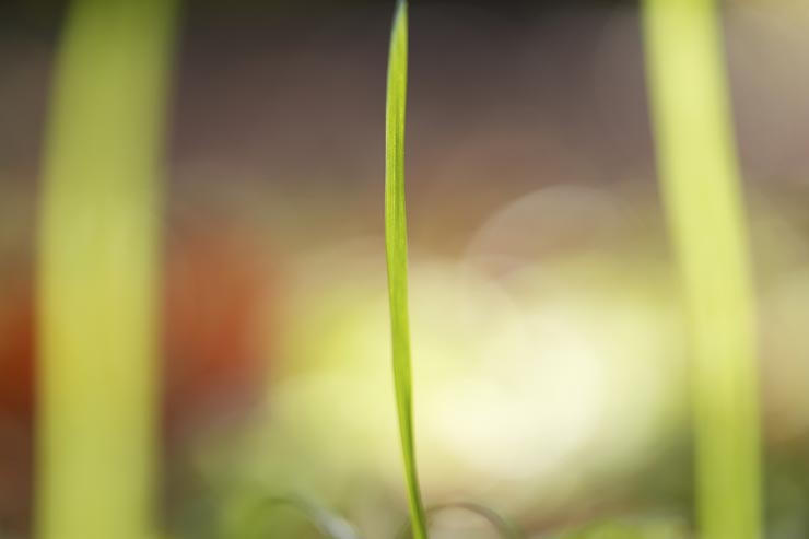 FE 100mm F2.8 Macro GM OSS作例：細い草