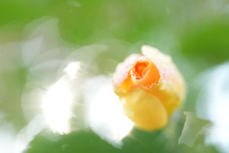 FE 100mm F2.8 Macro GM OSS作例：薔薇の花