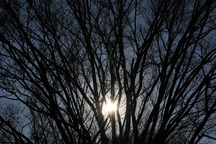 FE 100mm F2.8 Macro GM OSS作例：木々と太陽