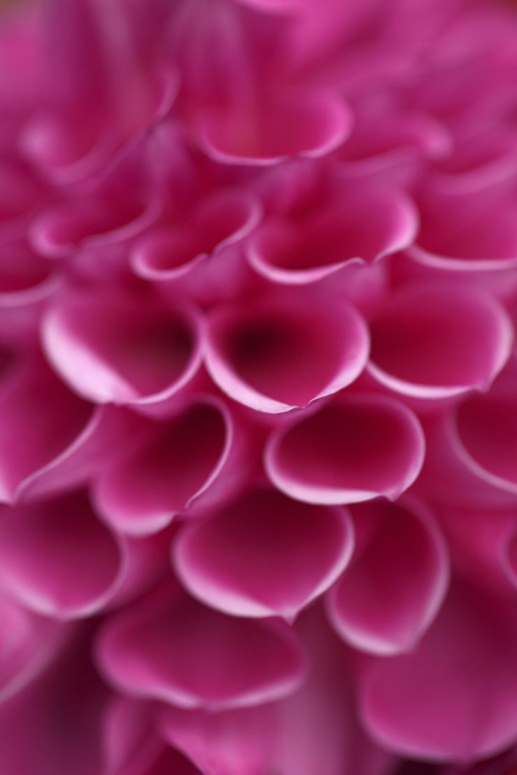 FE 100mm F2.8 Macro GM OSS作例：ダリアの花びら