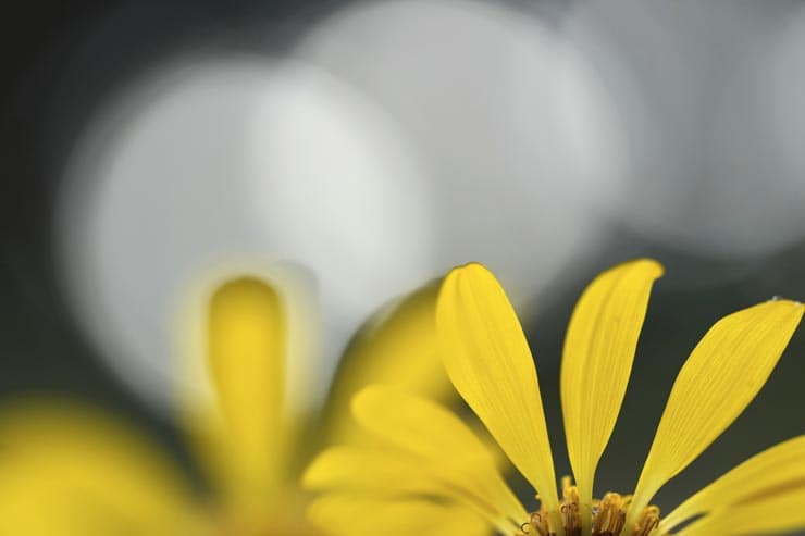 FE 100mm F2.8 Macro GM OSS作例：黄色い花弁