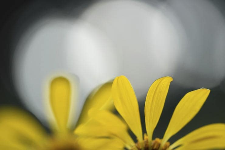 FE 90mm F2.8 Macro G OSS作例：黄色い花弁