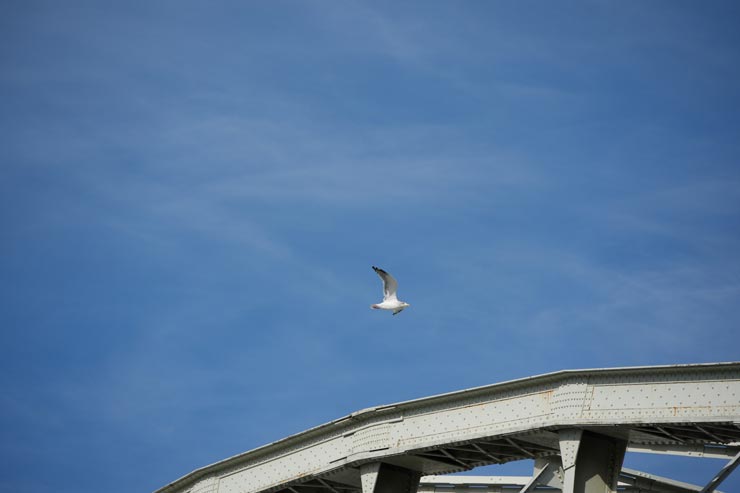 SIGMA 20-200mm F3.5-6.3 DG  | Contemporary作例：橋の上を飛ぶ鳥