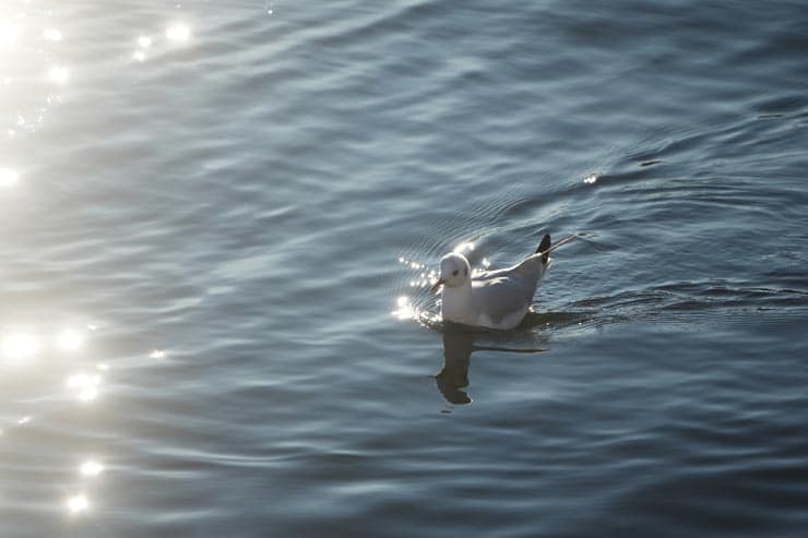 SIGMA 20-200mm F3.5-6.3 DG  | Contemporary作例：水面を行くユリカモメ