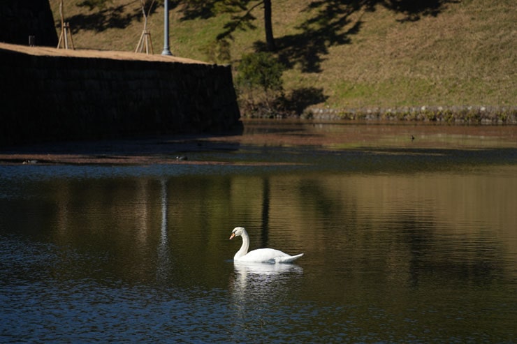 TAMRON 25-200mm F/2.8-5.6 Di III VXD G2作例：水辺を泳ぐ白鳥