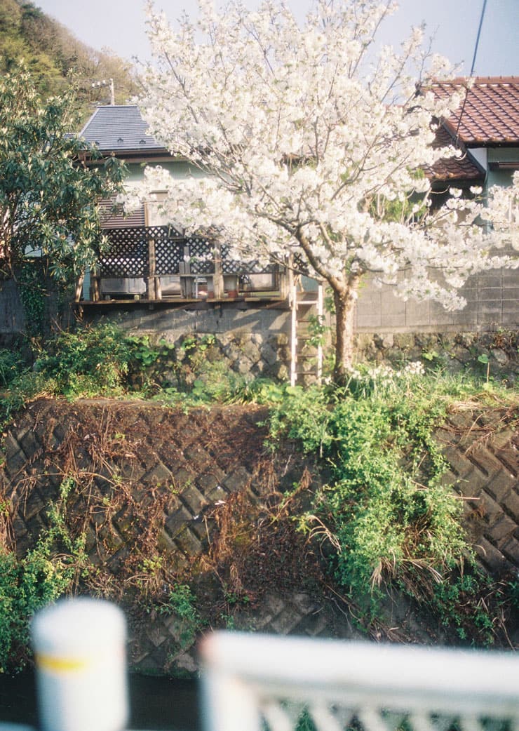 川沿いの桜