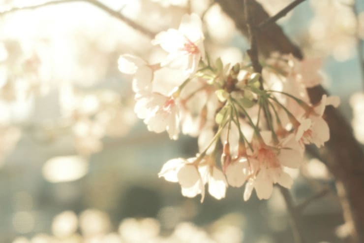 桜を接写で撮影