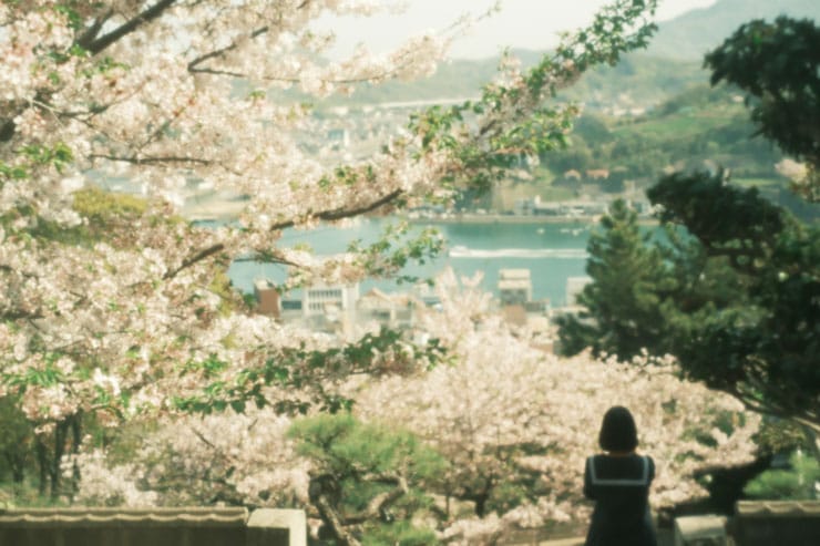 高台に咲く桜と海