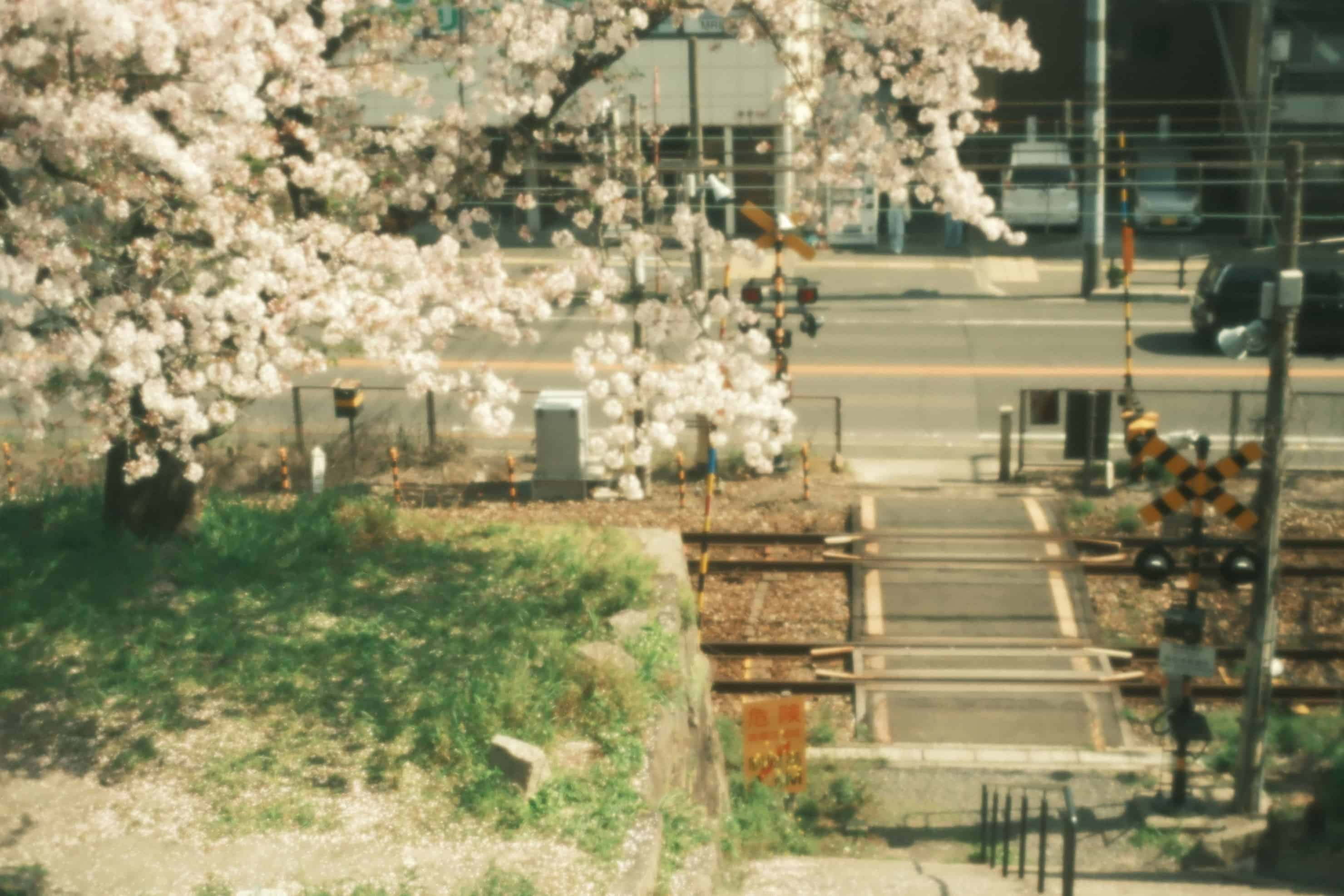 日常の中で桜をスナップしよう × 写真家 鈴木さや香 | 桜に記憶を見つける