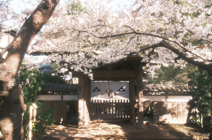 鎌倉の極楽寺の桜