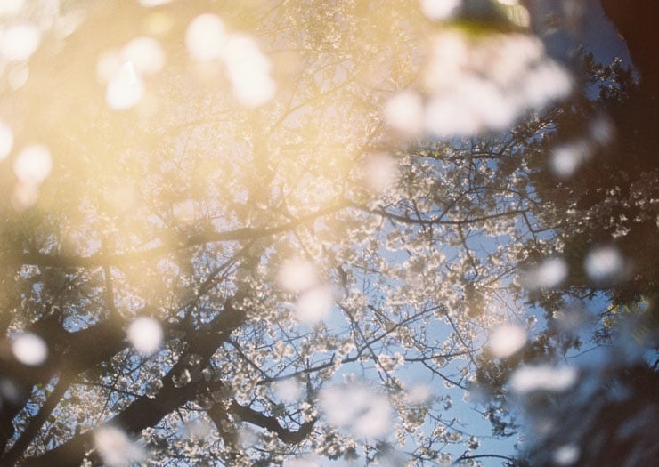 桜を写している水鏡