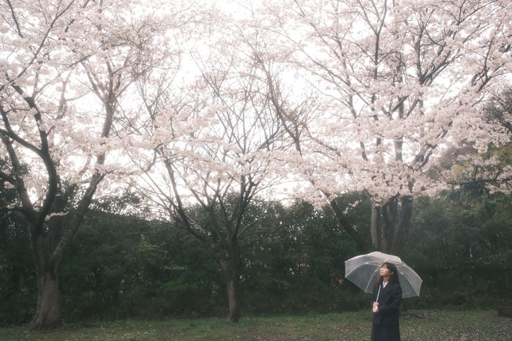 女学生とたくさんの桜