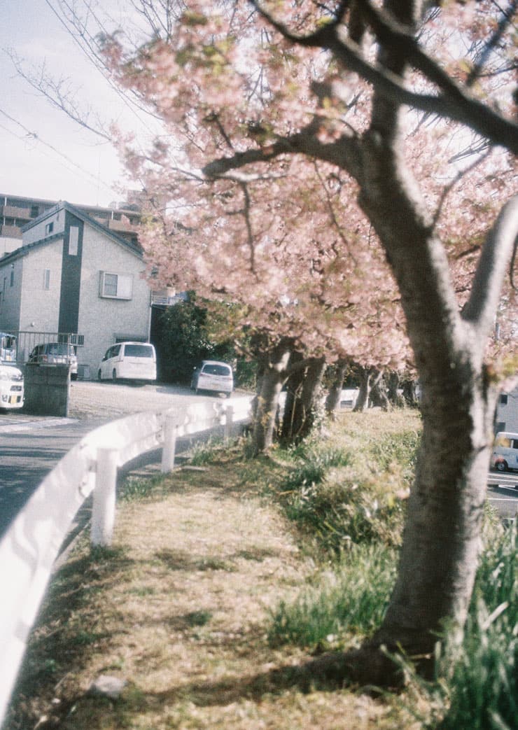 住宅街に咲く桜
