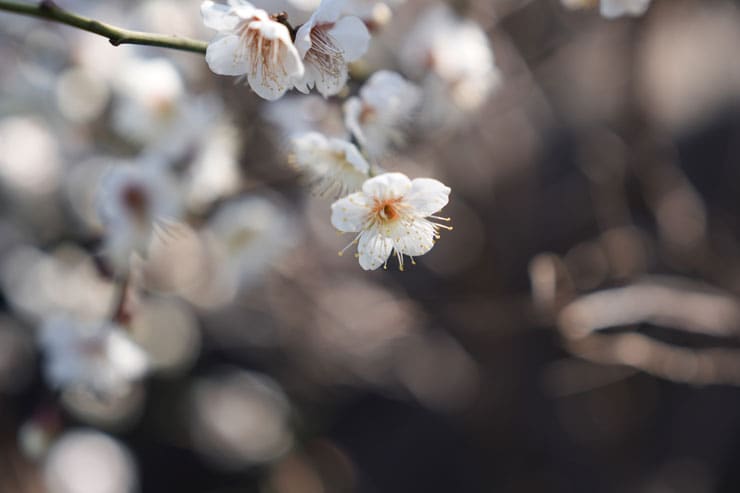 SONY α7 V作例：梅の花