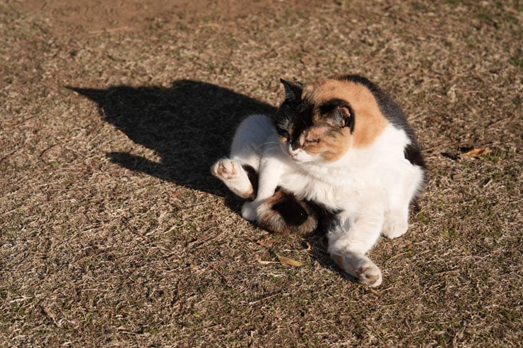 SONY α7 V作例：猫