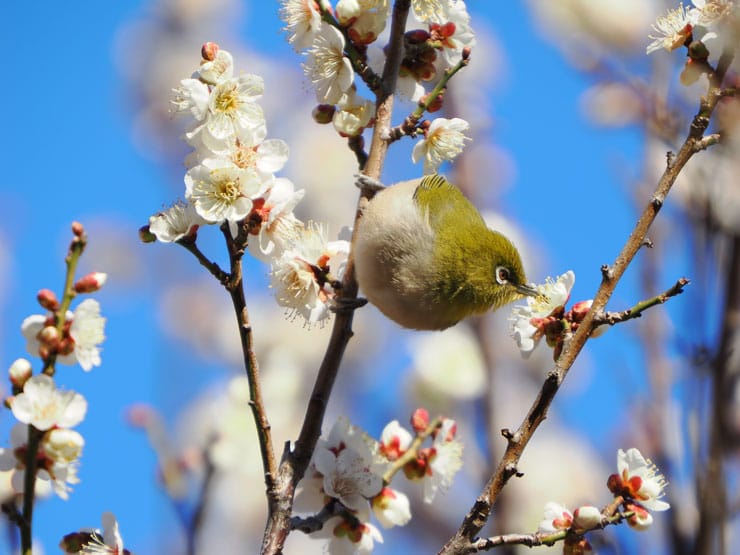 OM SYSTEM M.ZUIKO DIGITAL ED 50-200mm F2.8 IS PRO作例：メジロと梅