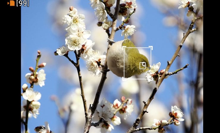 OM SYSTEM M.ZUIKO DIGITAL ED 50-200mm F2.8 IS PRO作例：メジロと梅の被写体認識AF