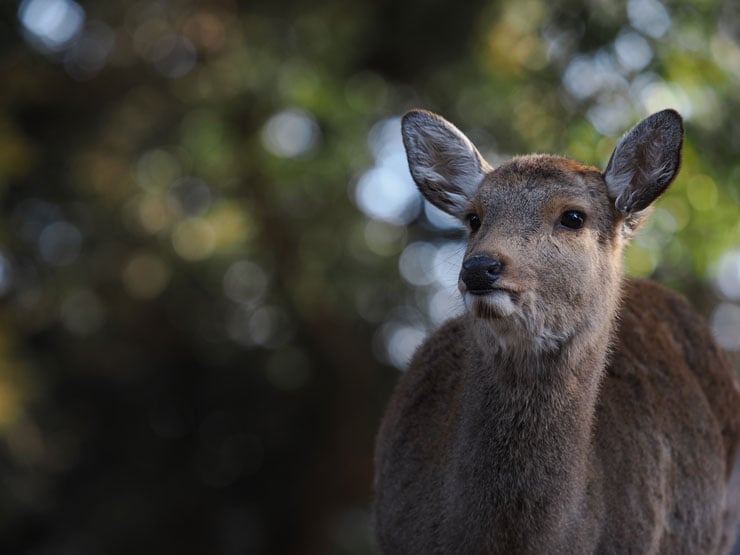OM SYSTEM M.ZUIKO DIGITAL ED 50-200mm F2.8 IS PRO作例：鹿