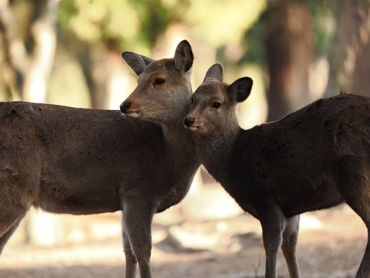 OM SYSTEM M.ZUIKO DIGITAL ED 50-200mm F2.8 IS PRO作例：二匹の鹿